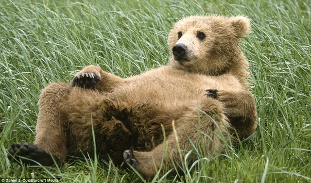 EN EL OSO INFORMOSO TE DAMOS TODA LAACTUALIDAD